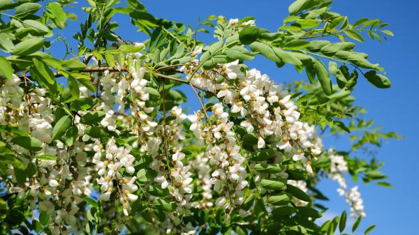 El árbol ornamental que está ayudando a expandirse a la primera abeja invasora de Europa: es muy común en jardines y ciudades - La sófora se ha convertido en un recurso clave para esta abeja gigante
