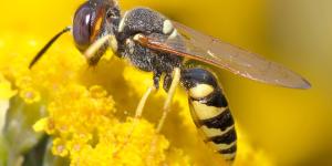 ¿Las avispas polinizan?