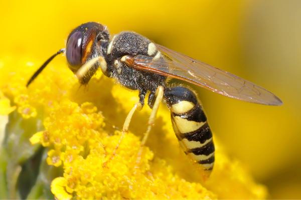 ¿Las avispas polinizan?