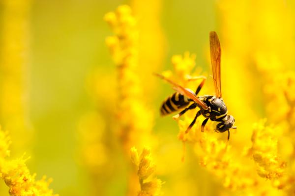 ¿Las avispas polinizan? - ¿Las avispas polinizan o no? 