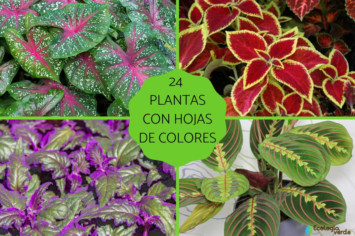 Plantas con hojas de colores