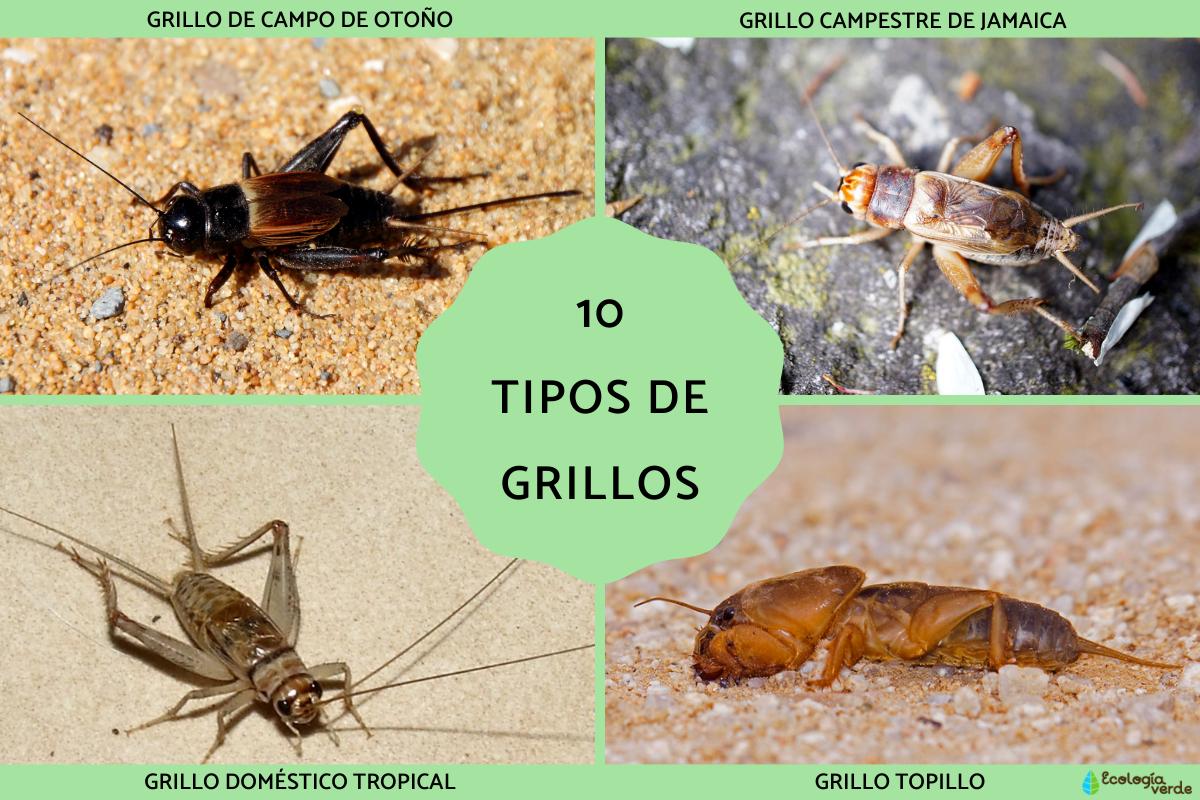 Tipos de grillos