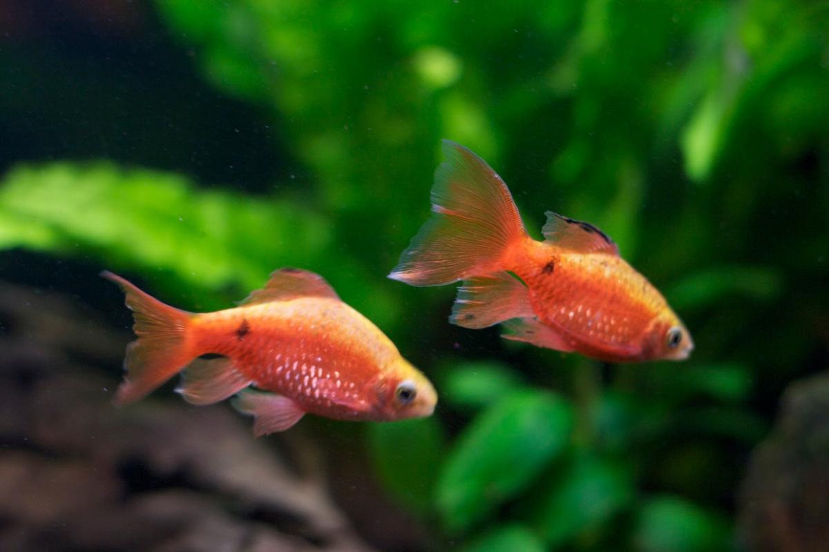 Cómo se llaman las crías de los peces al nacer