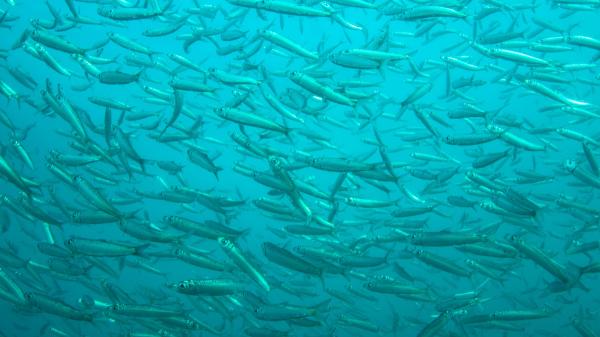 Sebastián Villasante, experto en sostenibilidad oceánica: “El pulpo y las sardinas son muy vulnerables al cambio climático y su distribución está cambiando” - El pulpo y las sardinas, cada vez más afectados por el cambio climático