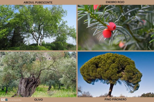 Río Jarama - Flora y fauna del río Jarama