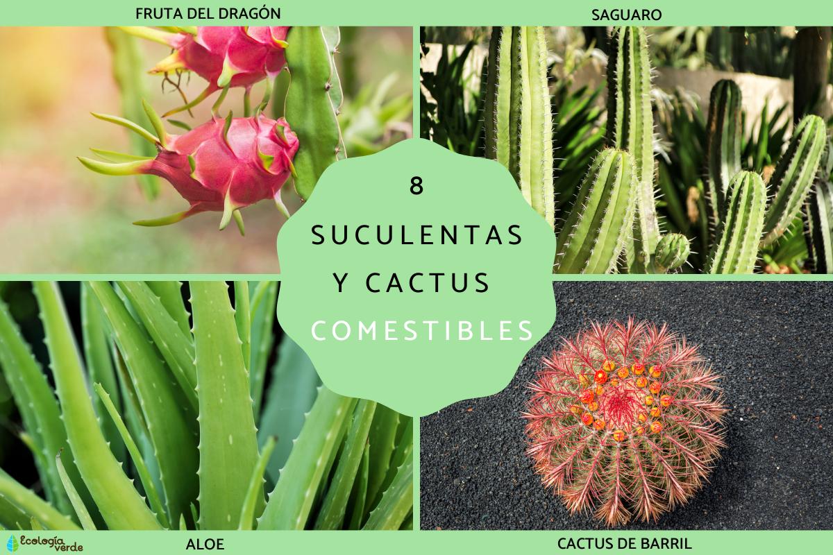 Suculentas y cactus comestibles