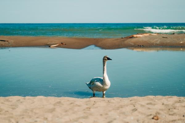 Estuarios: qué son, tipos, flora y fauna - Fauna de los estuarios