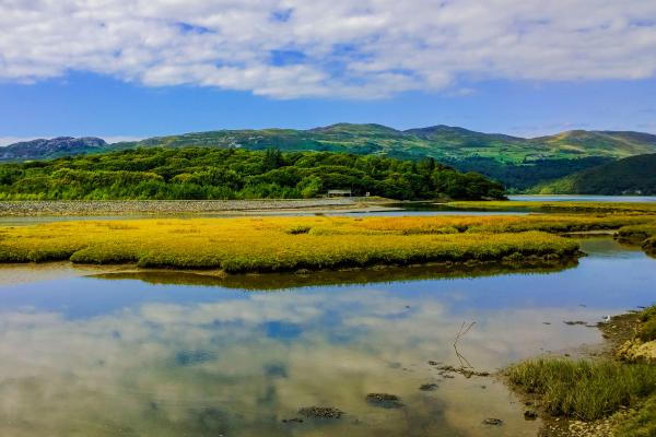 Estuarios: qué son, tipos, flora y fauna - Qué son los estuarios
