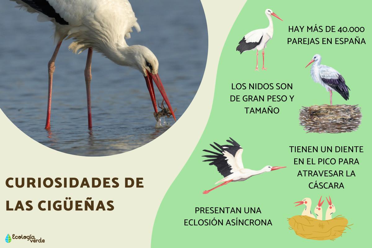 Curiosidades de las cigüeñas
