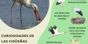 Curiosidades de las cigüeñas