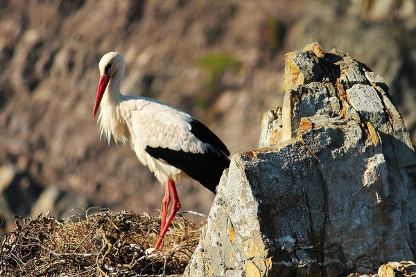 Curiosidades de las cigüeñas - Presentan una eclosión asíncrona