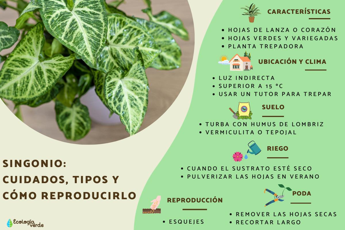 Singonio: cuidados, tipos y cómo reproducirlo