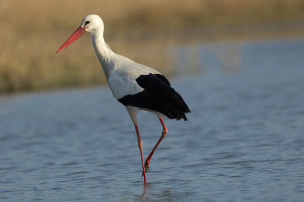 Curiosidades de las cigüeñas - Su pico y patas son rojos por los carotenoides