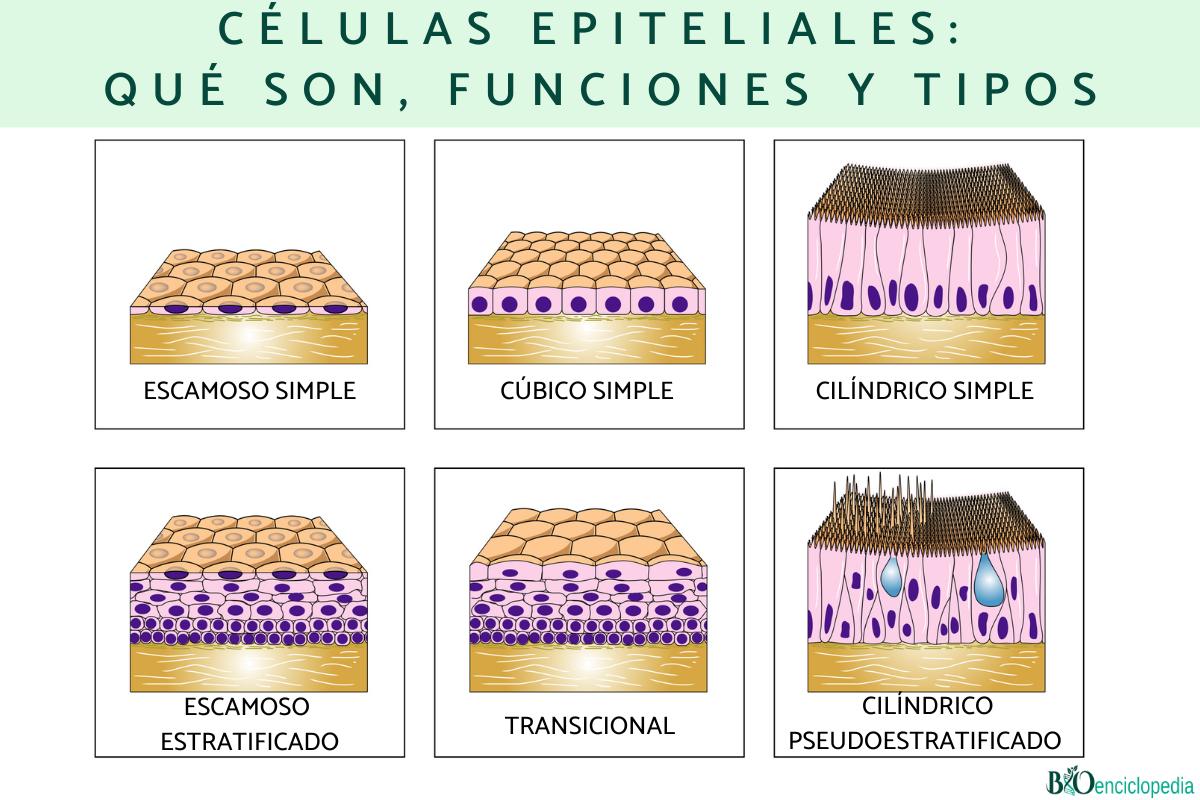 Células epiteliales: qué son, funciones y tipos