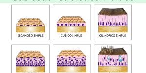 Células epiteliales: qué son, funciones y tipos
