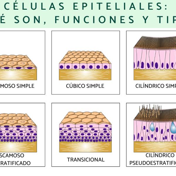 Células Epiteliales De Transición El Moderno Prometeo: Breve