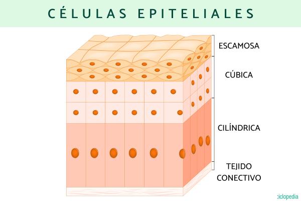 Células epiteliales: qué son, funciones y tipos - Tipos de células epiteliales