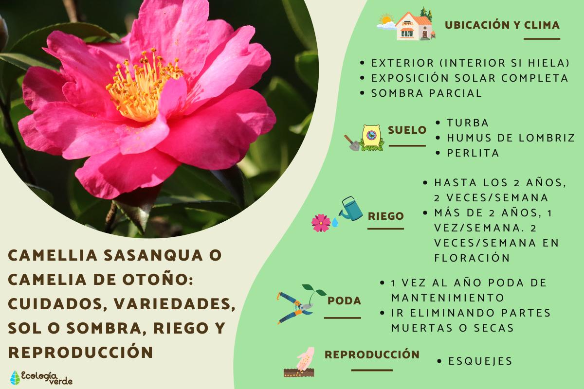 Camellia sasanqua o camelia de otoño: cuidados, variedades, sol o sombra, riego y reproducción