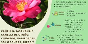 Camellia sasanqua o camelia de otoño: cuidados, variedades, sol o sombra, riego y reproducción