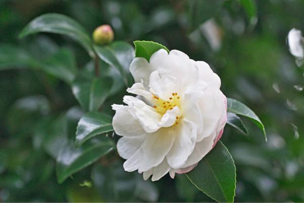 Camellia sasanqua o camelia de otoño: cuidados, variedades, sol o sombra, riego y reproducción - ¿Cómo es la reproducción de la Camellia sasanqua?