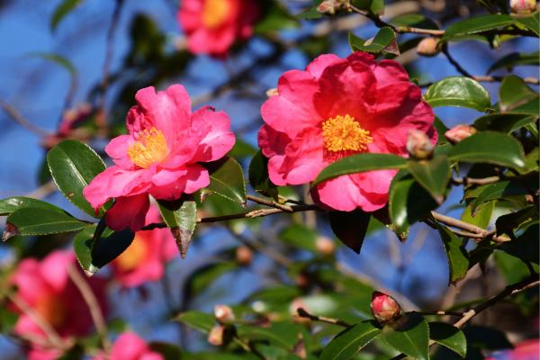 Camellia sasanqua o camelia de otoño: cuidados, variedades, sol o sombra, riego y reproducción - ¿Cuáles son las características de la Camellia sasanqua?