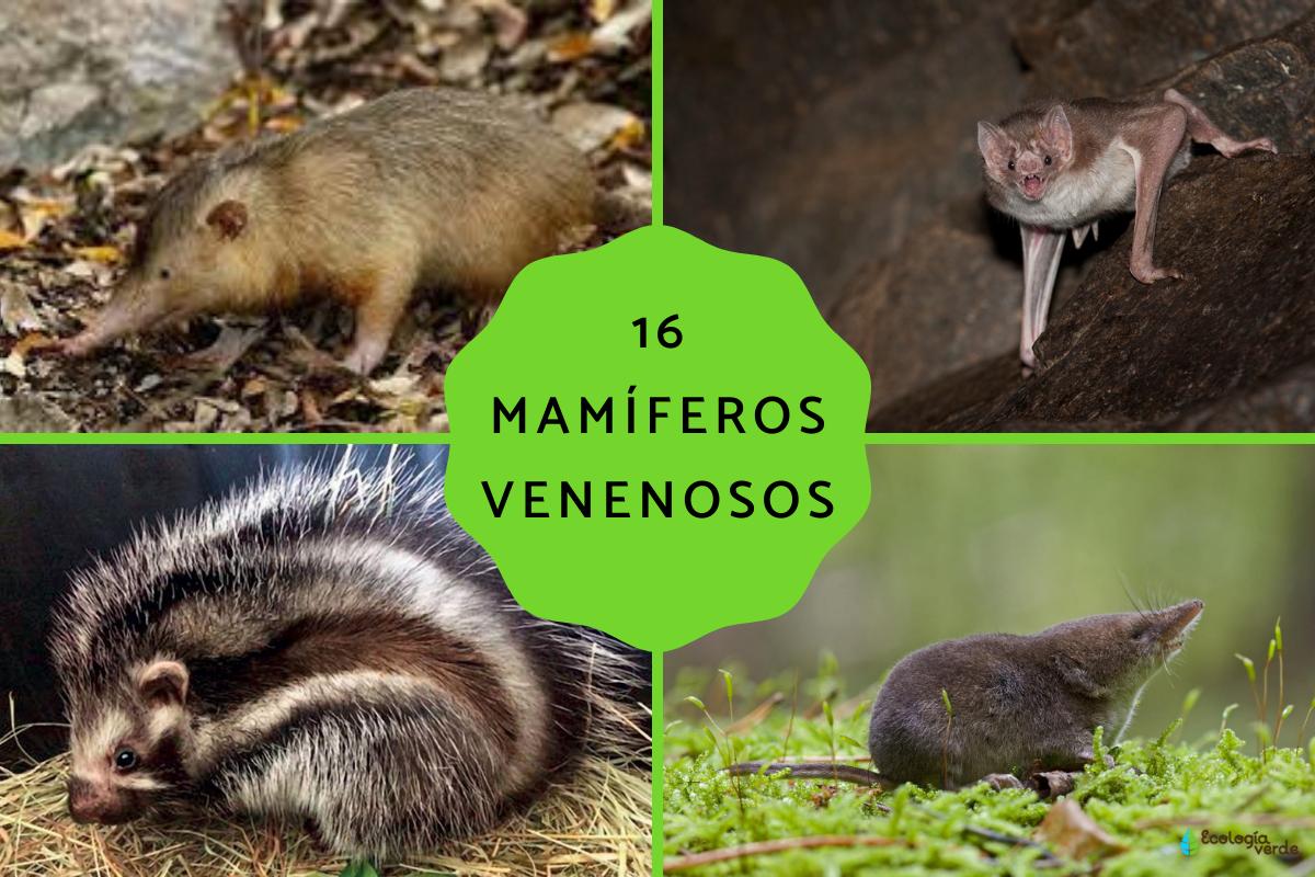 Mamíferos venenosos