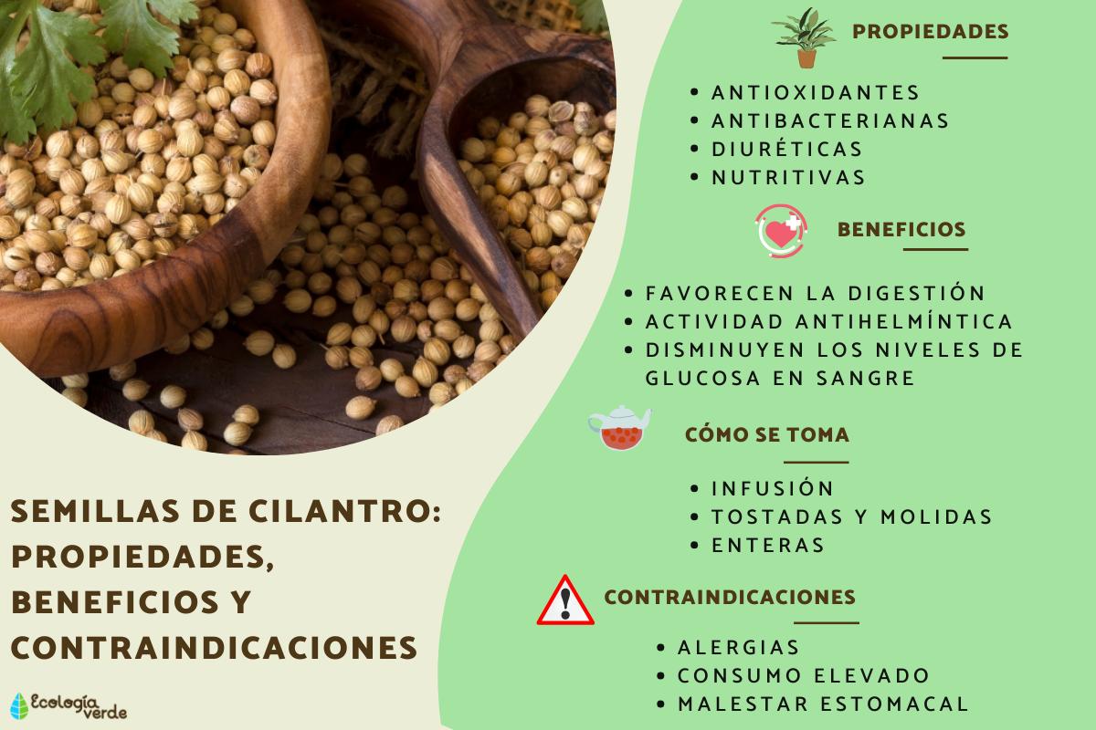 Semillas de cilantro: propiedades, beneficios y contraindicaciones