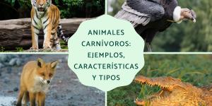 Animales carnívoros: ejemplos, características y tipos