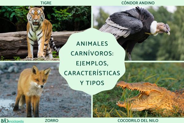 Animales carnívoros: ejemplos, características y tipos