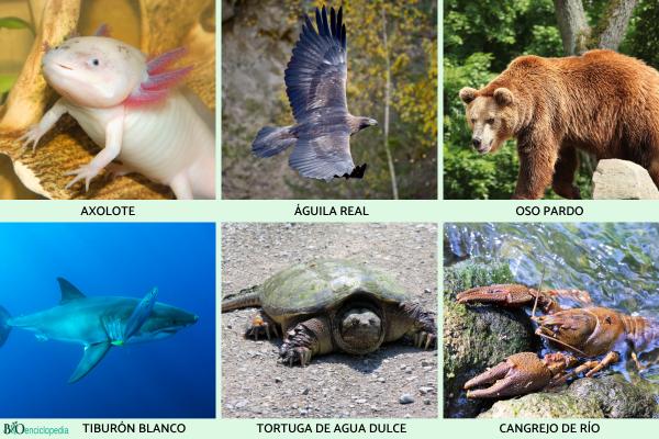 Animales carnívoros: ejemplos, características y tipos - 