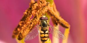 Animales polinizadores de España: abejorros, mariposas y más especies esenciales para la biodiversidad