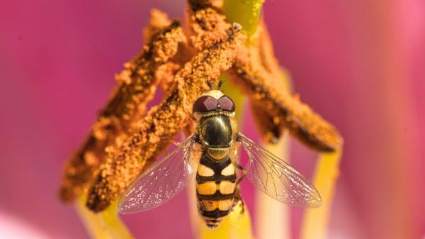 Animales polinizadores de España: abejorros, mariposas y más especies esenciales para la biodiversidad