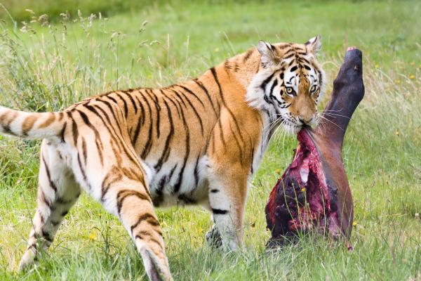 Animales carnívoros: ejemplos, características y tipos - Características de los animales carnívoros