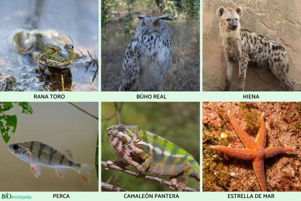 Animales carnívoros: ejemplos, características y tipos - Ejemplos de animales carnívoros