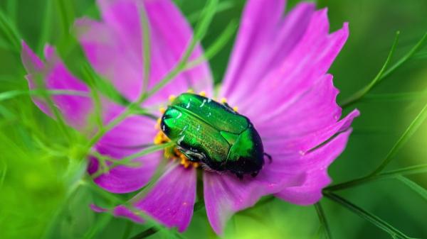 Animales polinizadores de España: abejorros, mariposas y más especies esenciales para la biodiversidad - Esta es la gran importancia de los polinizadores silvestres en España