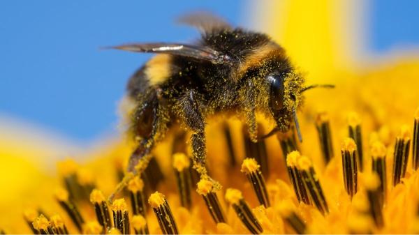 Animales polinizadores de España: abejorros, mariposas y más especies esenciales para la biodiversidad - ¿Por qué cada vez hay menos polinizadores en España?