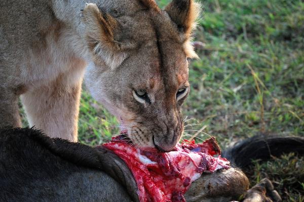 Animales carnívoros: ejemplos, características y tipos - Qué son los animales carnívoros