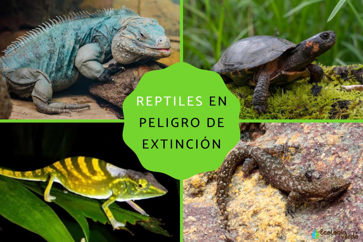 Reptiles en peligro de extinción