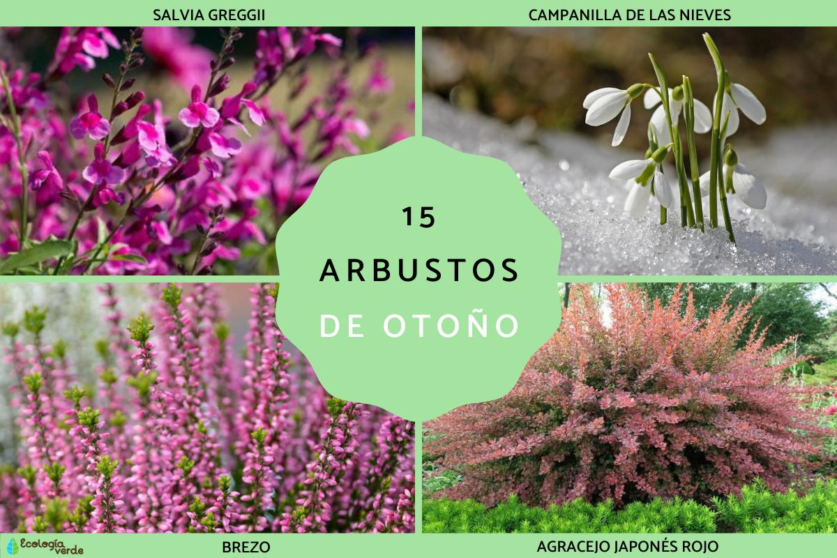 Arbustos de otoño