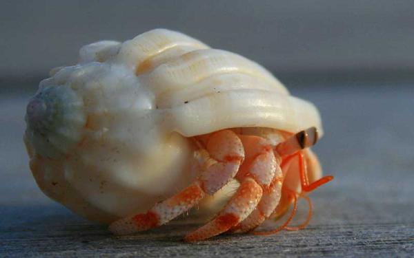 Cangrejo ermitaño - Características y descripción del cangrejo ermitaño