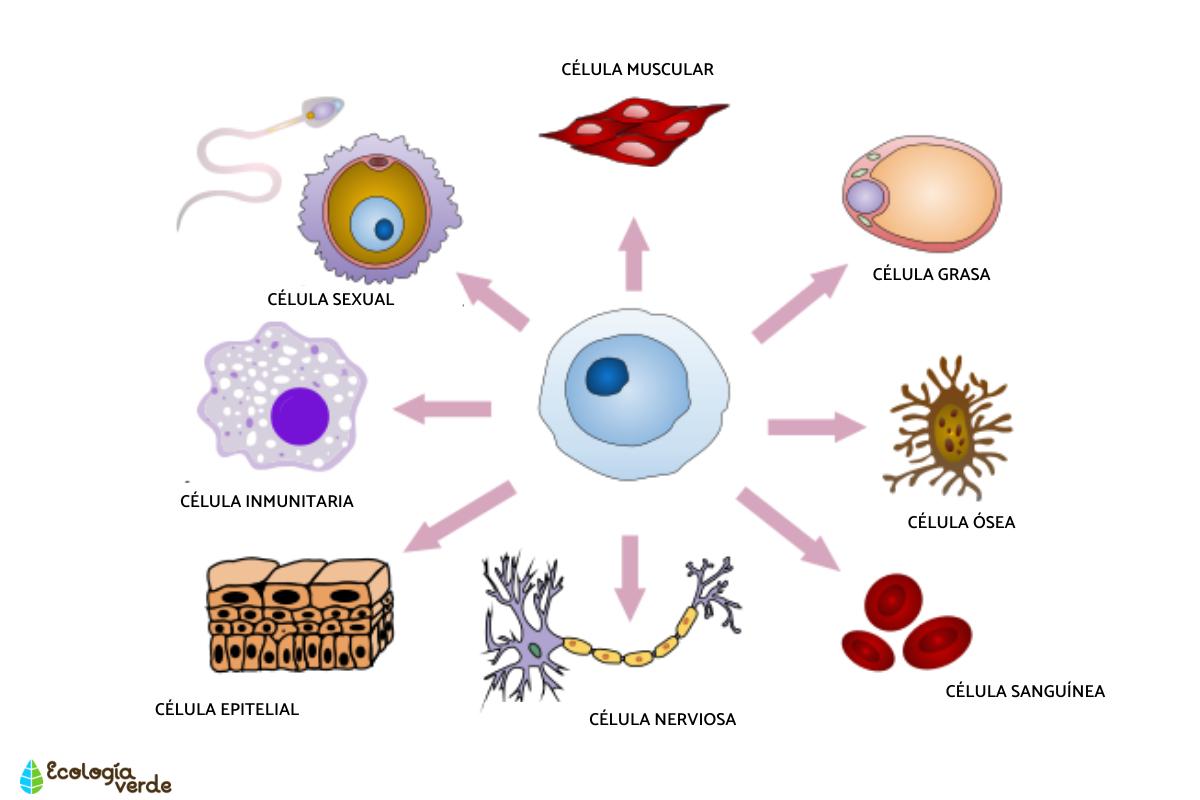 Tipos De Células Madre Resumen