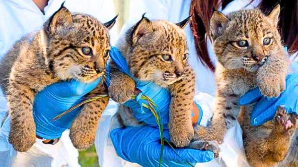 Nacen 31 cachorros de lince ibérico este año en El Acebuche y Zarza de Granadilla y consolidan la recuperación de la especie - El macho Tintín finalmente logra descendencia y las camadas aumentan de tamaño