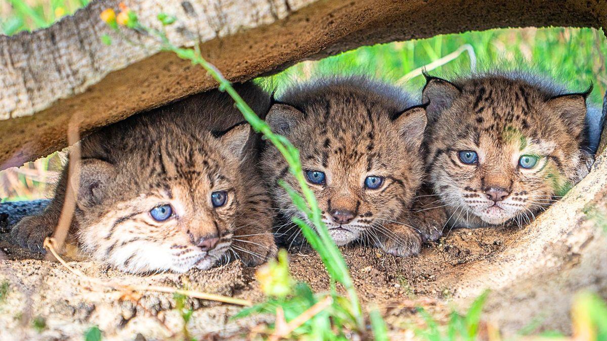Nacen 31 cachorros de lince ibérico este año en El Acebuche y Zarza de Granadilla y consolidan la recuperación de la especie