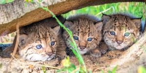 Nacen 31 cachorros de lince ibérico este año en El Acebuche y Zarza de Granadilla y consolidan la recuperación de la especie