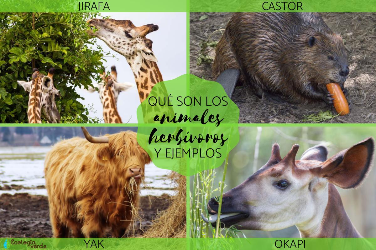 Animales herbívoros: qué son y ejemplos