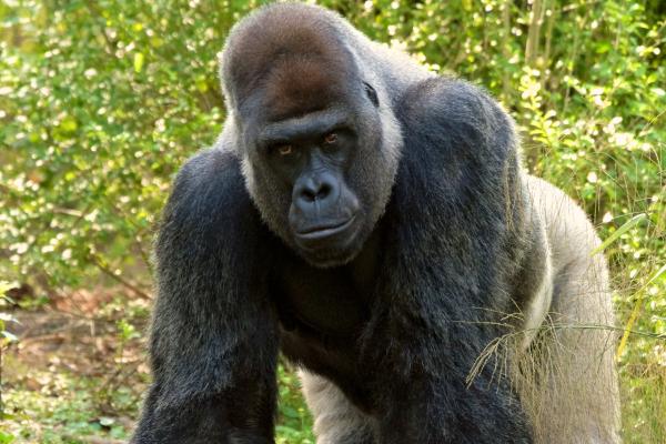 Gorila de lomo plateado o espalda plateada - Características del gorila de espalda plateada o lomo plateado 