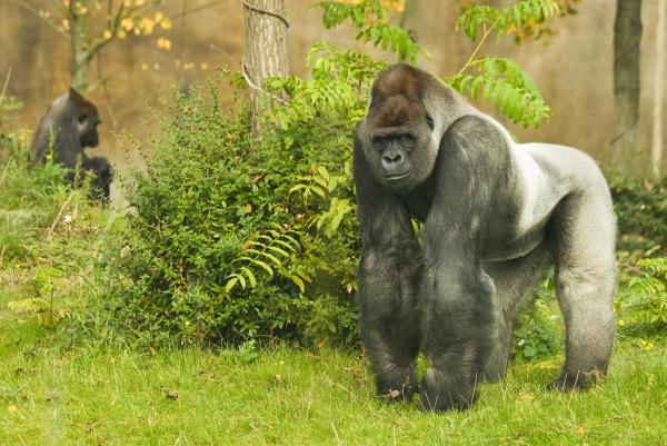 Gorila de lomo plateado o espalda plateada - Dónde viven los gorilas de lomo plateado 