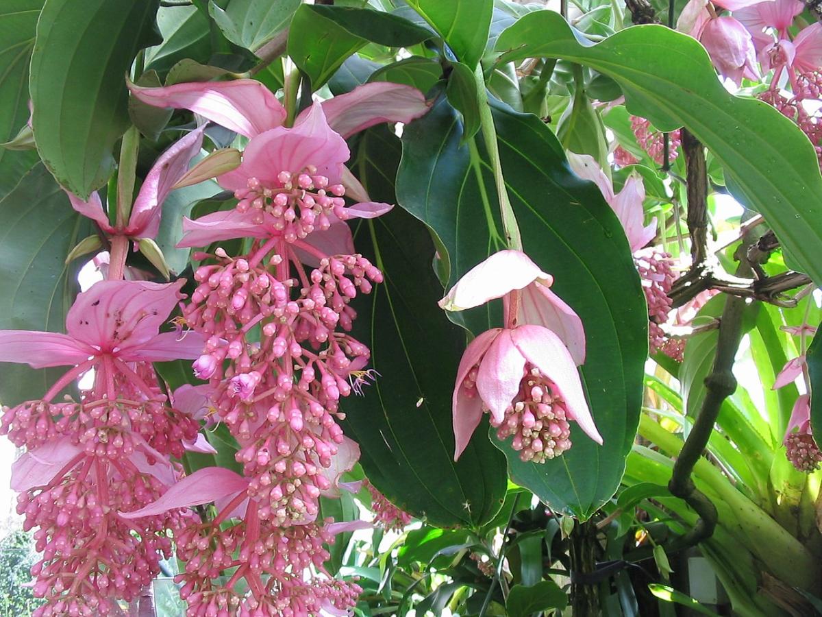 Medinilla magnífica: cuidados