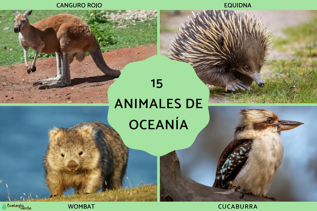 Animales de Oceanía