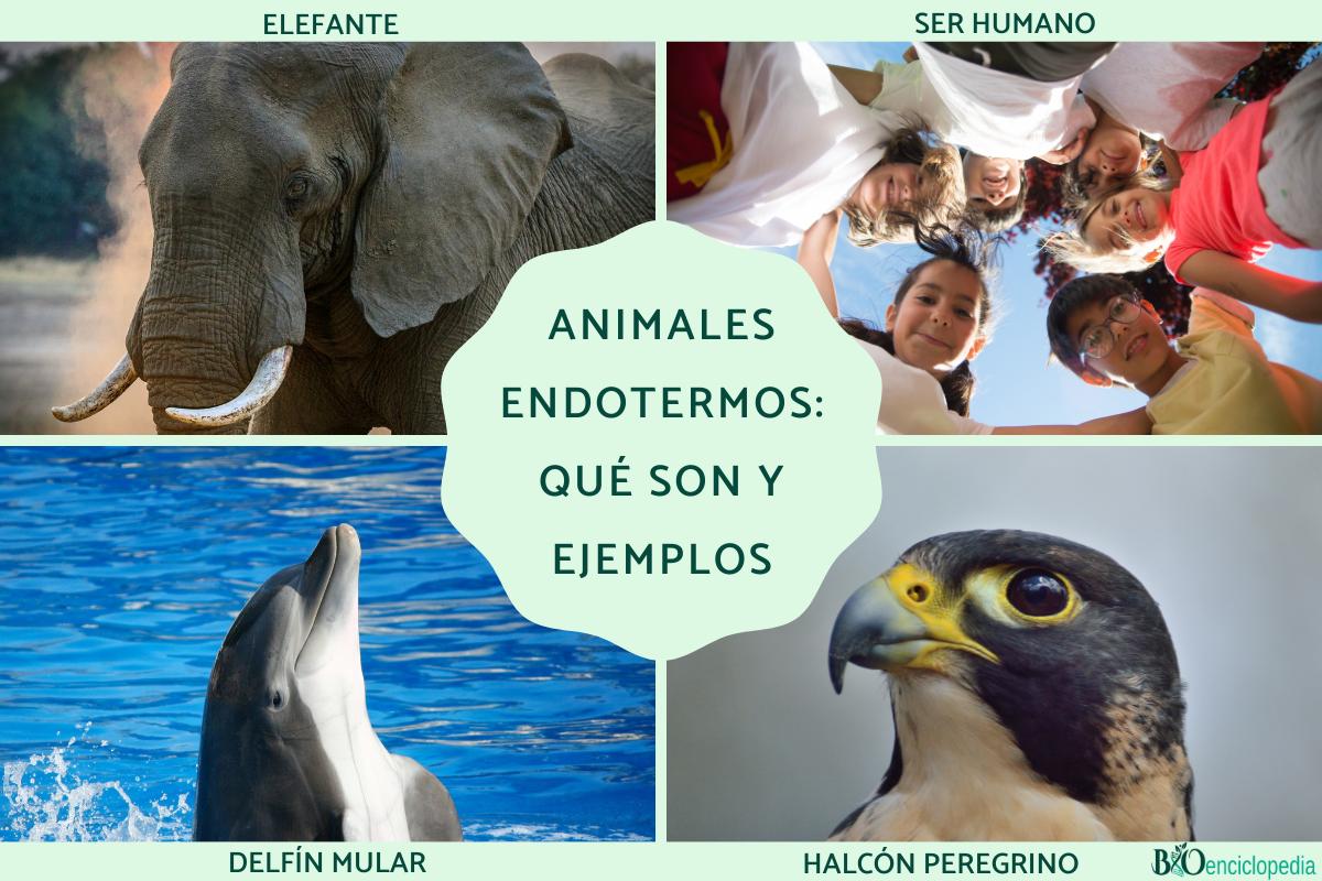 Animales endotermos: qué son y ejemplos
